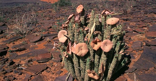 Hoodia gordonii Lipovon Липовон